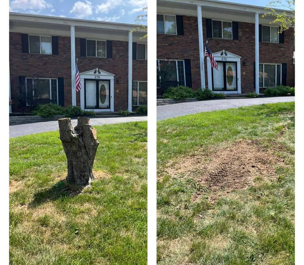 Tree Trimming image