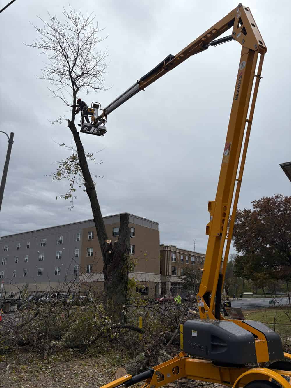 Tree Removal image