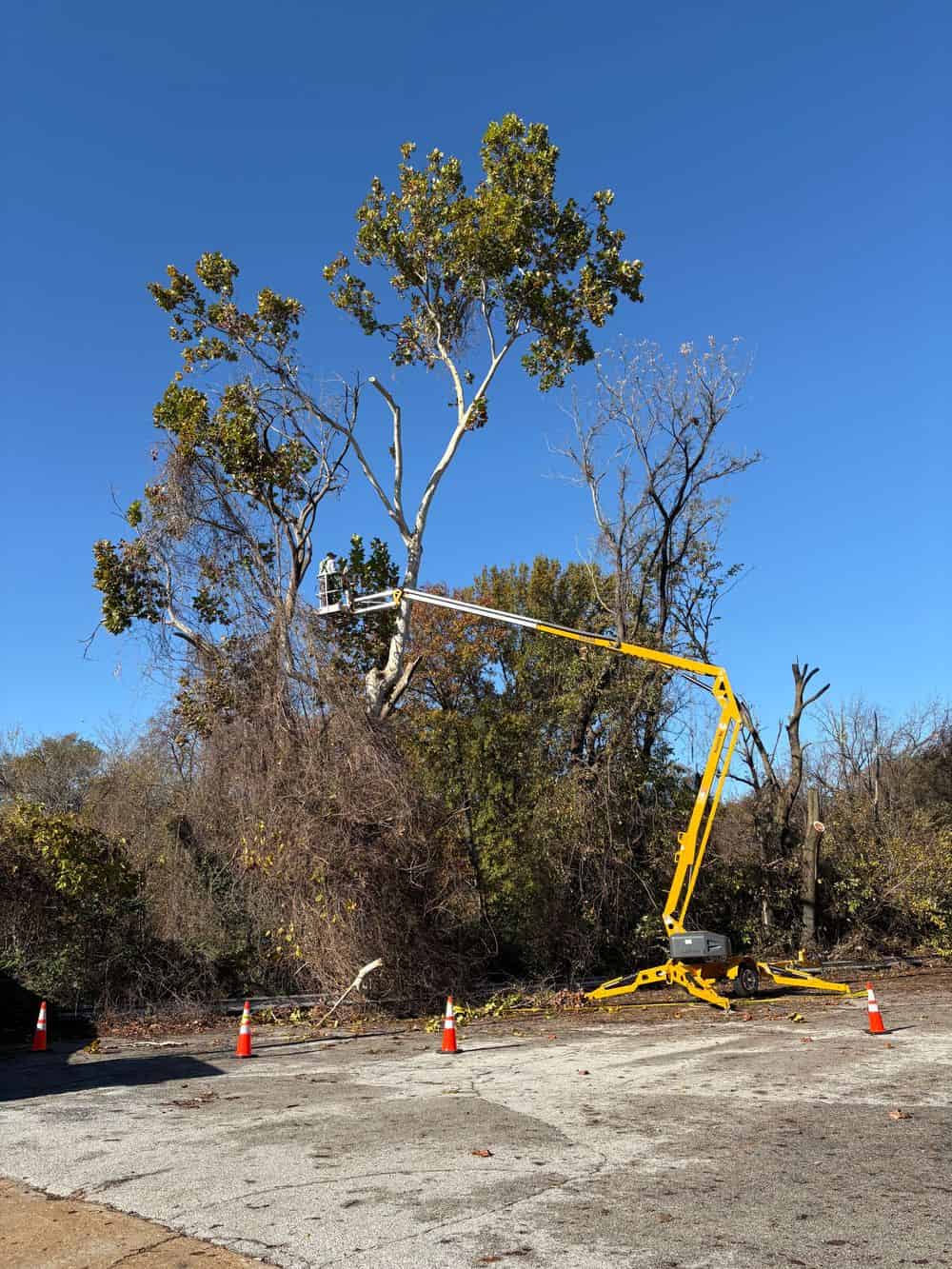 Tree Trimming image