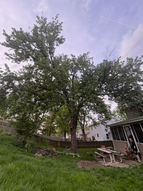 Tree Trimming Safety in St. Charles Yards