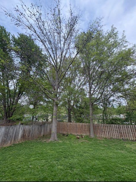 Expert Tree Removal for Spacious Backyard Retreat