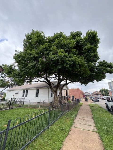 St. Louis Magnolia Tree Transformation image