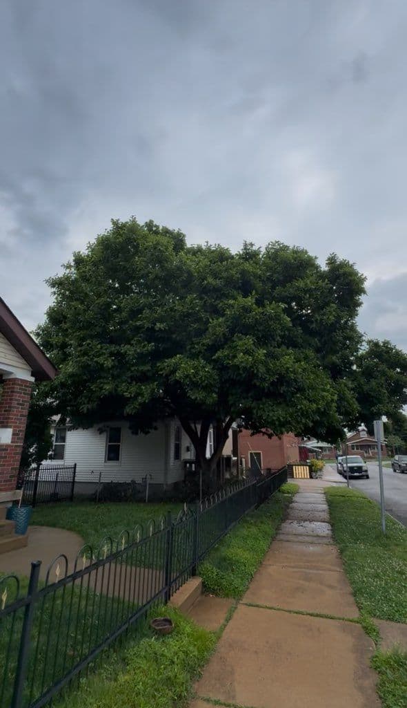 Gallery photos for St. Louis Magnolia Tree Transformation: Image #1