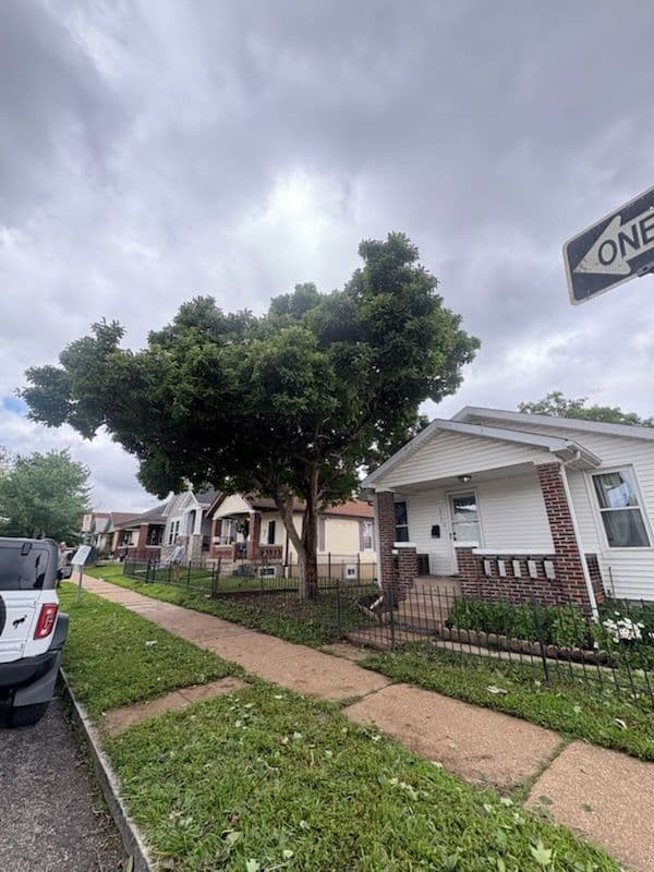 Gallery photos for St. Louis Magnolia Tree Transformation: Image #2