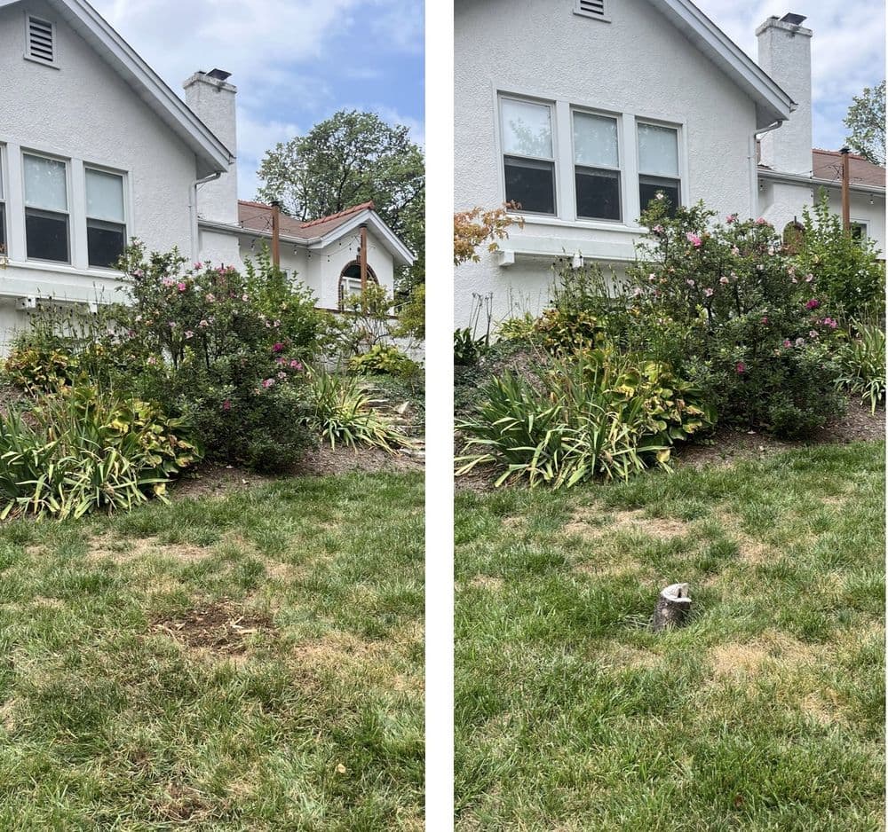 House with garden and blooming bushes, featuring a groundhog in the grass.