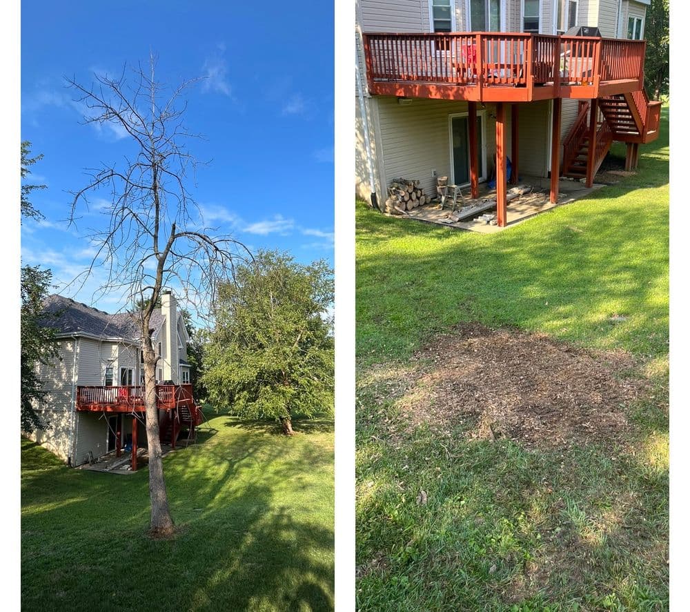 Backyard scene featuring a bare tree and a shaded deck area with fresh grass and dirt patch.