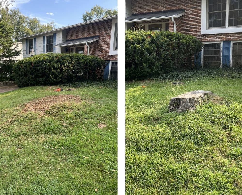 Before and after tree stump removal, showcasing cleared lawn space and surrounding greenery.