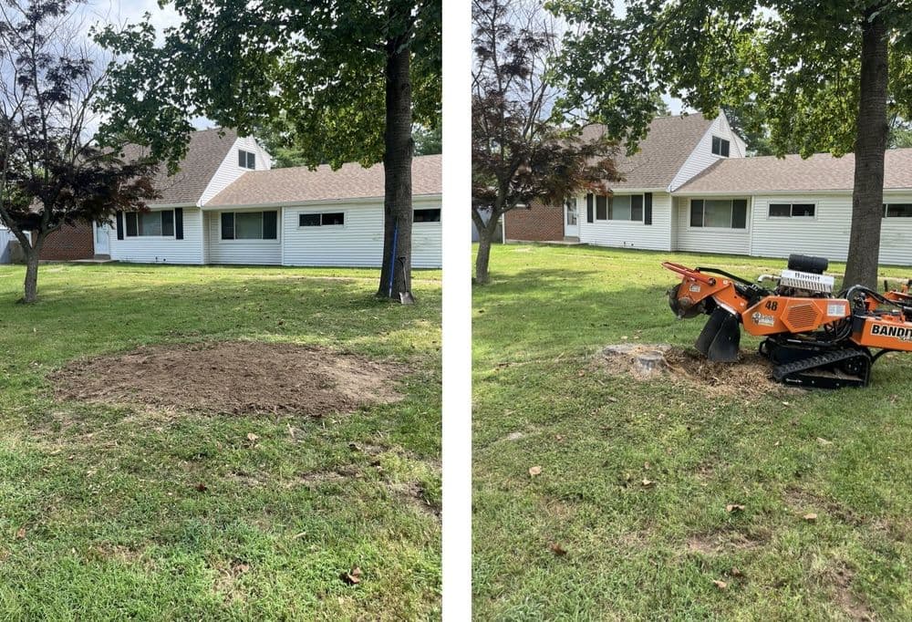 Before and after images of a yard showing tree stump removal with a bandit stump grinder.