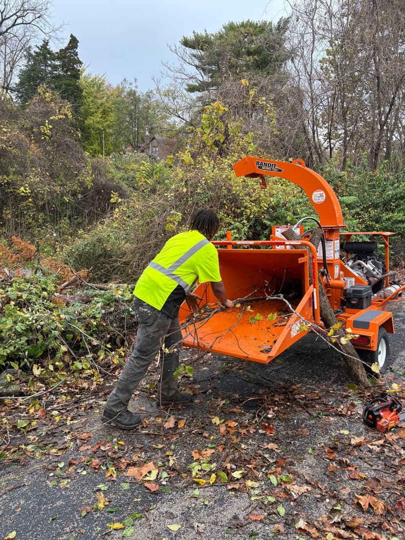 Eco-Friendly Tree Care Solutions's image